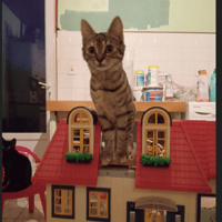 SAVANAH (dossier en cours), chatte à adopter