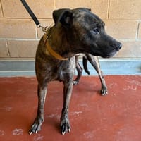 TYNA PAA24030, chienne à adopter