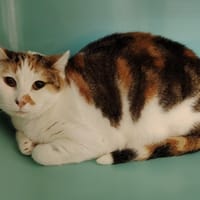 CALINE, chatte à adopter