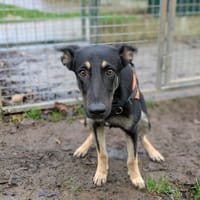 ALMA, chienne à adopter