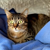 Malice, chatte à adopter