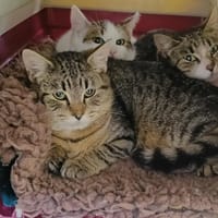 SMARTIES QCT, chat à adopter