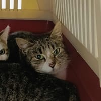 BUENO QCT, chatte à adopter