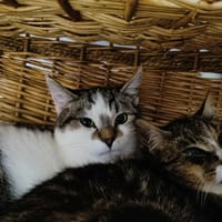 MILKA QCT, chatte à adopter