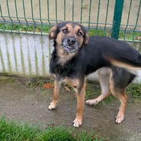 PEPITO QCN, chien à adopter