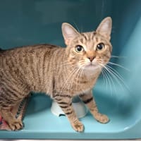 NOEL, chat à adopter