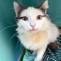 AZUR, chat à adopter