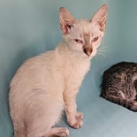 VITO, chat à adopter