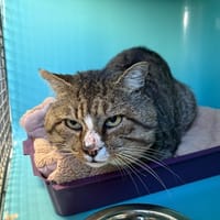 ENIRO, chat à adopter