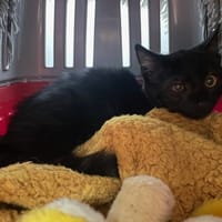 Wane, chat à adopter