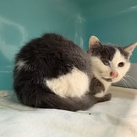 STITCH, chat à adopter