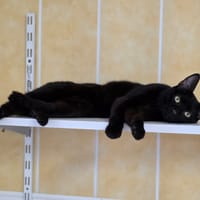 Stockholm, chat à adopter