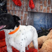 DIEGO, chien à adopter