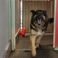 Tamina, chienne à adopter