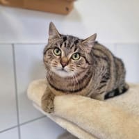 AXEL, chat à adopter