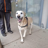 Falco, chien à adopter