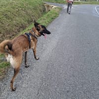 Tina, chienne à adopter