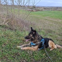 Nala, chienne à adopter