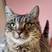 Tamora, chatte à adopter