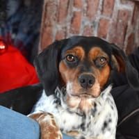 CHOUPY, chienne à adopter