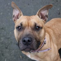 FENDI, chienne à adopter