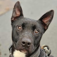 SOLKA, chien à adopter