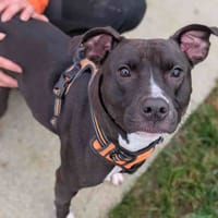 LATTE VAA, chienne à adopter