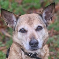 EDORA promise, chienne à adopter