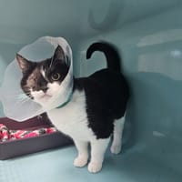 AURELIE, chatte à adopter