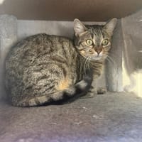 Bloody (en cour d'adoption), chatte à adopter