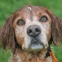 LOKI, chien à adopter