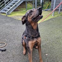 Bostyk, chien à adopter