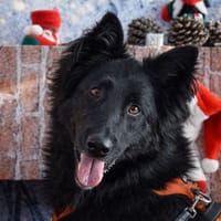 KAYLHI, chienne à adopter