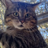 Clay, chat à adopter