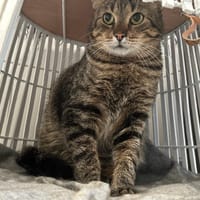 Clay, chat à adopter