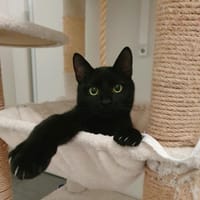 LUMO, chat à adopter