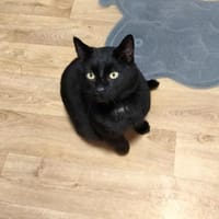 Timothy, chat à adopter