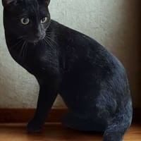 Tatsumi, chat à adopter