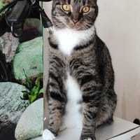 Upsie, chatte à adopter