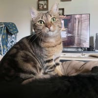 Tinky Winky, chatte à adopter