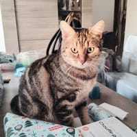 Twyla, chatte à adopter