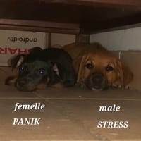 Stress, chien à adopter