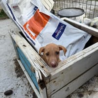 Virbac, chien à adopter