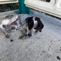 Moly, chienne à adopter