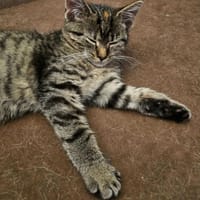 Kira, kotka do adopcji