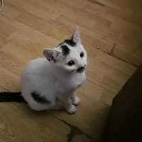 Piątek, kot do adopcji