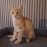 Farfalle, katers ter adoptie