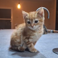 Fusilli, katers ter adoptie