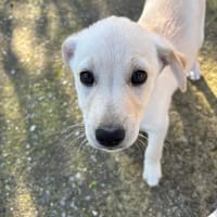 Top Bro, chien à adopter