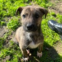 Alec, chien à adopter